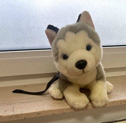 Hund welpe stoff - hund/welpe, stoff-